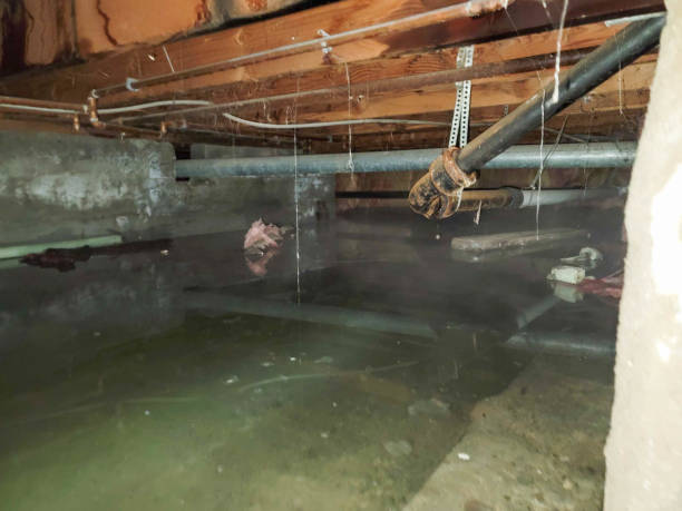 Best Water damage contractors near me  in Monticello, MN